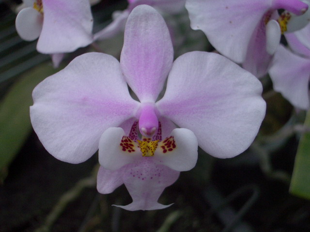 按此在新視窗瀏覽圖片