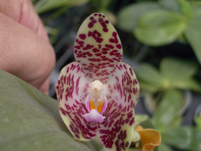 按此在新視窗瀏覽圖片