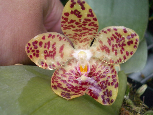 按此在新視窗瀏覽圖片