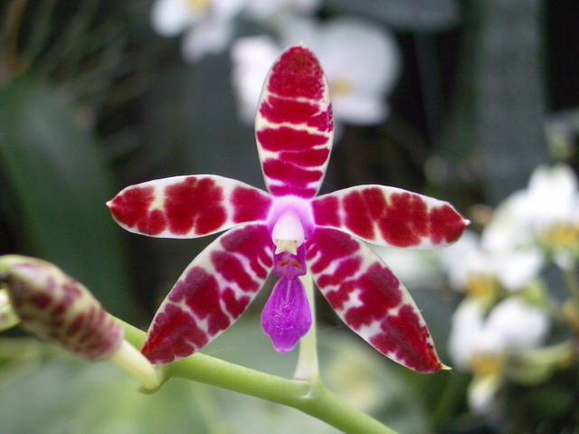 按此在新視窗瀏覽圖片