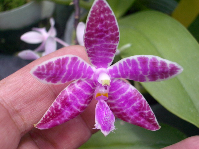 按此在新視窗瀏覽圖片