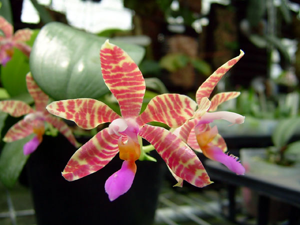 按此在新視窗瀏覽圖片