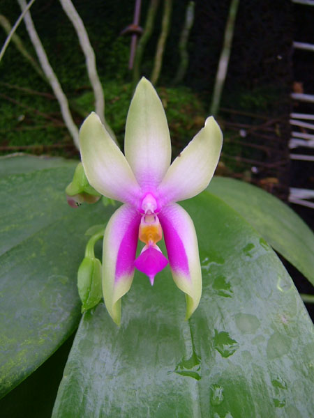 按此在新視窗瀏覽圖片