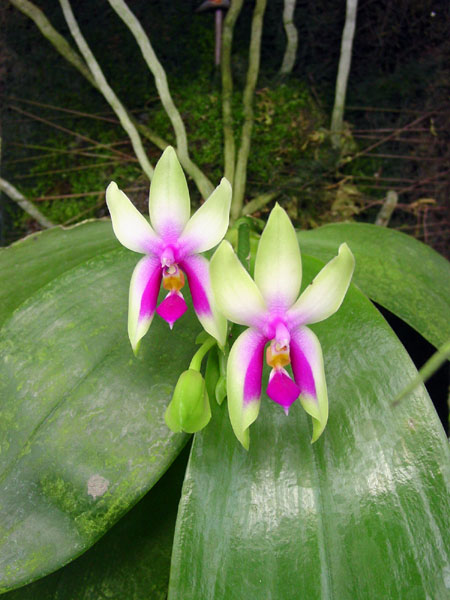 按此在新視窗瀏覽圖片