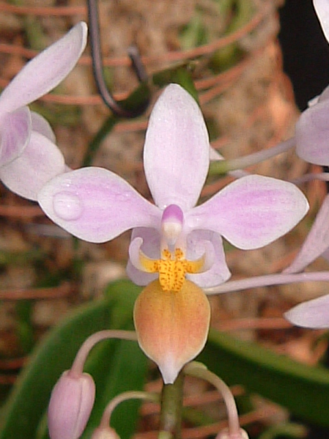 按此在新視窗瀏覽圖片