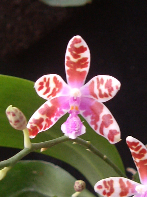 按此在新視窗瀏覽圖片