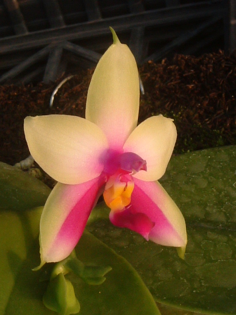 按此在新視窗瀏覽圖片