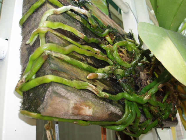 按此在新視窗瀏覽圖片