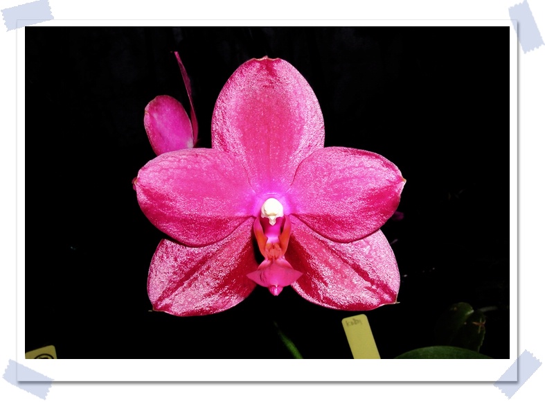 按此在新視窗瀏覽圖片