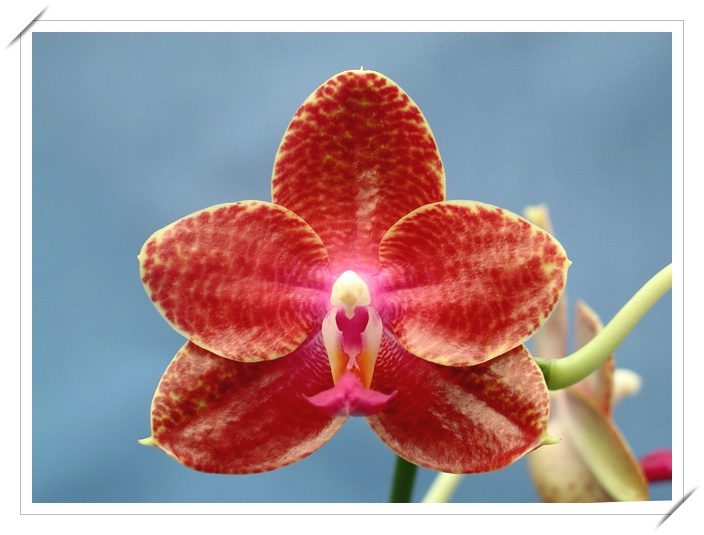 «ö¦¹¦b·sµøµ¡ÂsÄý¹Ï¤ù