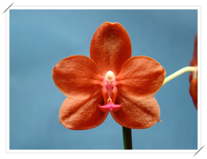 «ö¦¹¦b·sµøµ¡ÂsÄý¹Ï¤ù