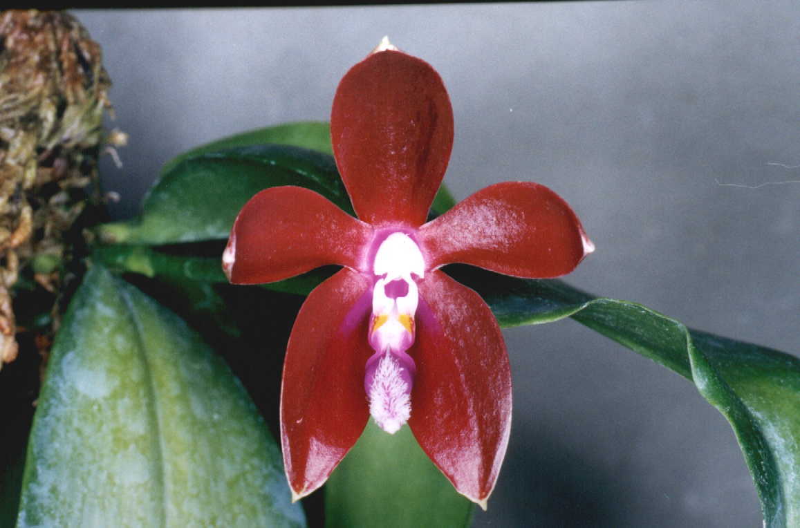 «ö¦¹¦b·sµøµ¡ÂsÄý¹Ï¤ù