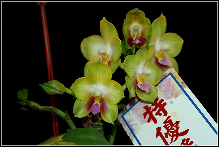 按此在新視窗瀏覽圖片