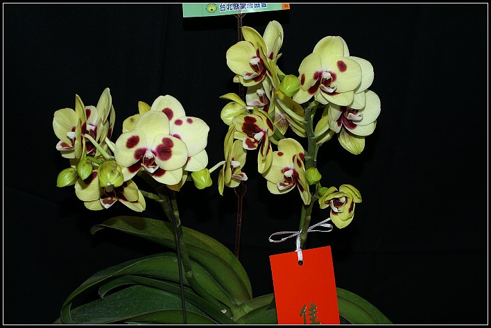 按此在新視窗瀏覽圖片