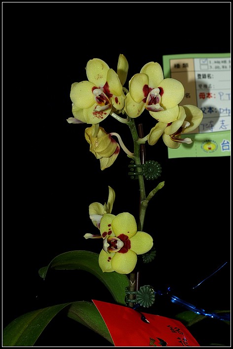 按此在新視窗瀏覽圖片