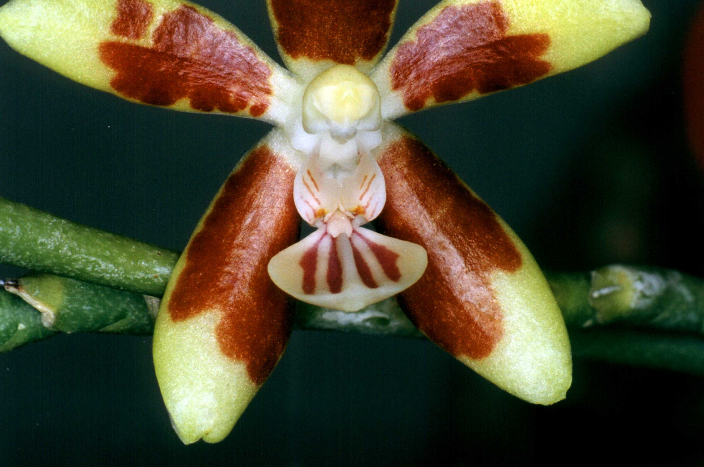 按此在新視窗瀏覽圖片