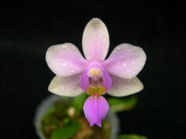 按此在新視窗瀏覽圖片