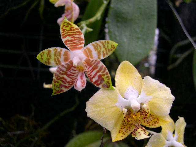 按此在新視窗瀏覽圖片