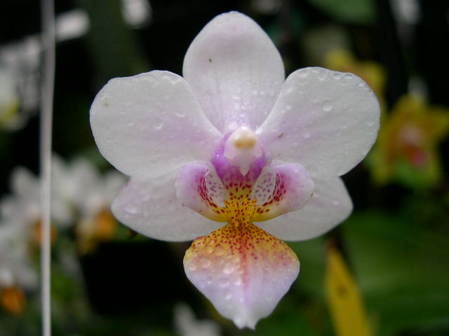 按此在新視窗瀏覽圖片