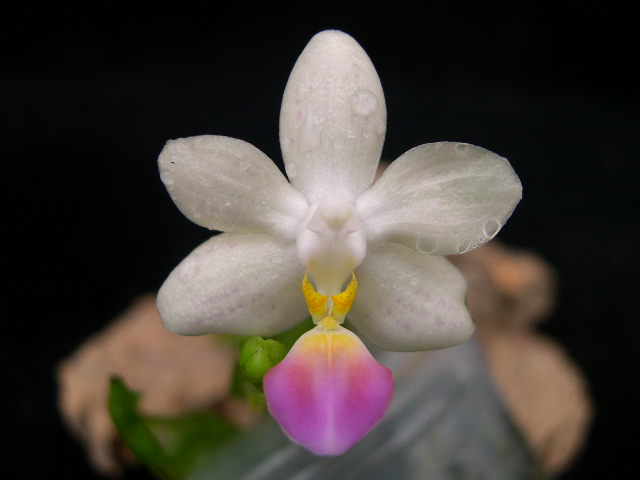 按此在新視窗瀏覽圖片