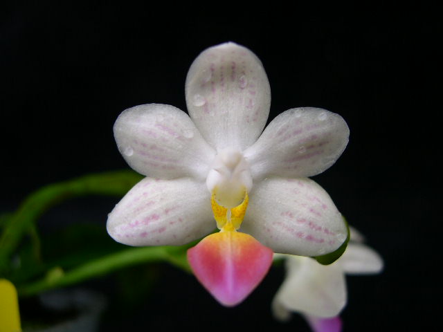 按此在新視窗瀏覽圖片