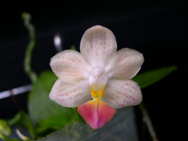 按此在新視窗瀏覽圖片