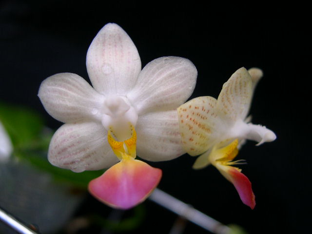 按此在新視窗瀏覽圖片