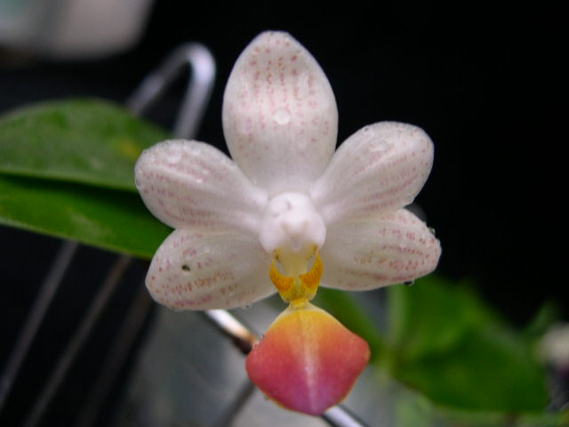 按此在新視窗瀏覽圖片