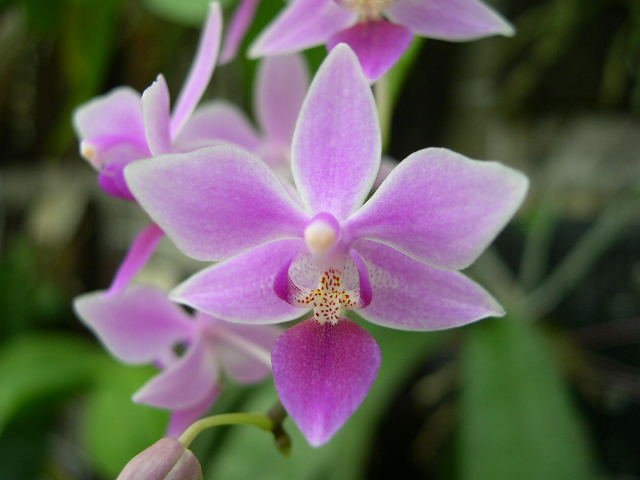 按此在新視窗瀏覽圖片