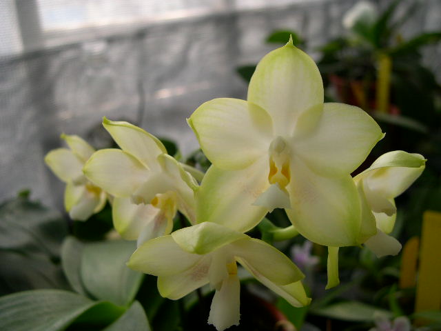 按此在新視窗瀏覽圖片