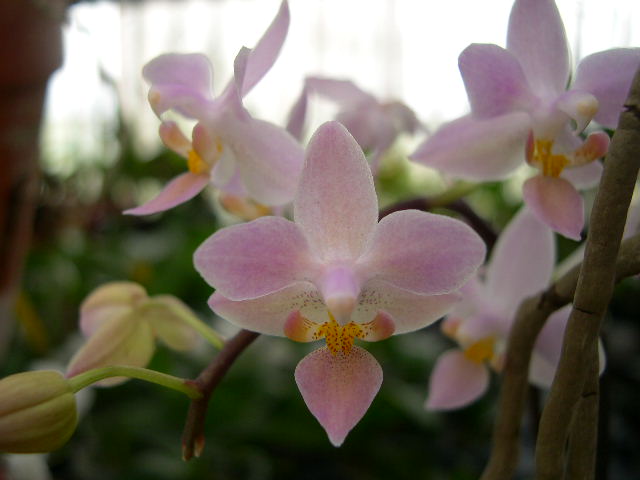 按此在新視窗瀏覽圖片