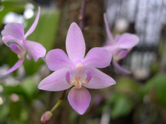 按此在新視窗瀏覽圖片