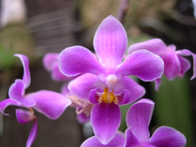 按此在新視窗瀏覽圖片