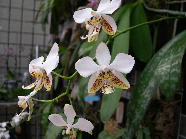 按此在新視窗瀏覽圖片