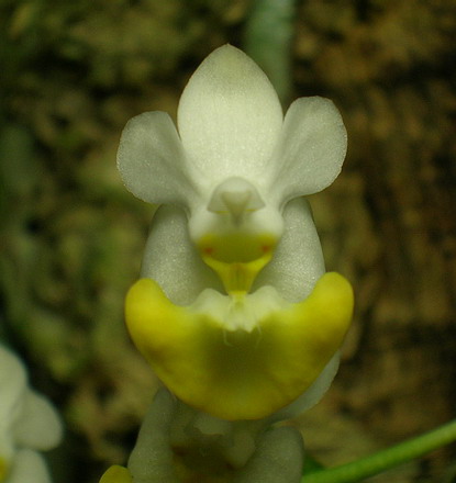 按此在新視窗瀏覽圖片