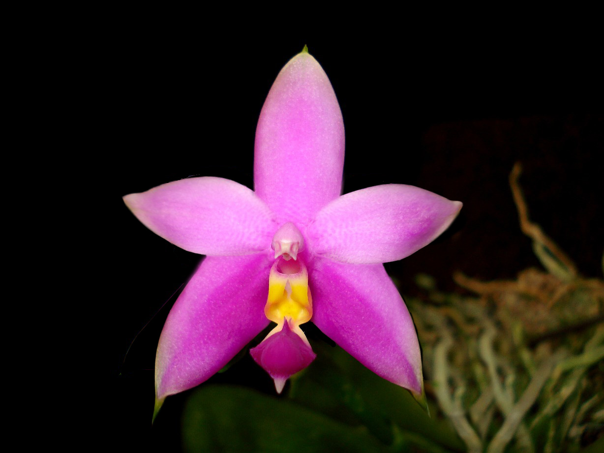 按此在新視窗瀏覽圖片