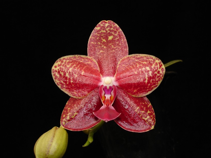 按此在新視窗瀏覽圖片