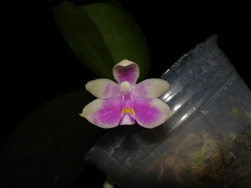 按此在新視窗瀏覽圖片