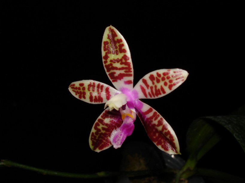 按此在新視窗瀏覽圖片