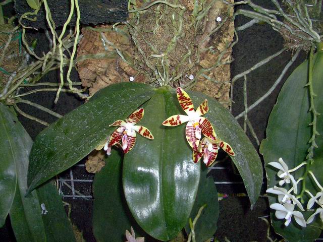 按此在新視窗瀏覽圖片