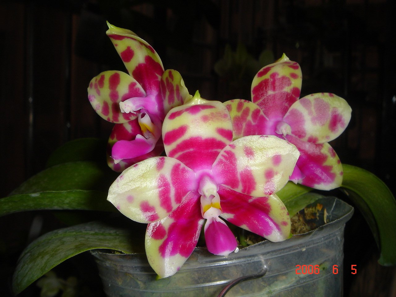 按此在新視窗瀏覽圖片