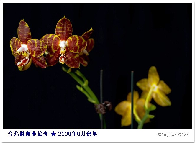 按此在新視窗瀏覽圖片