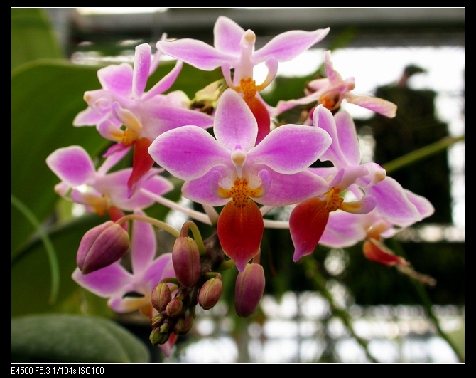 按此在新視窗瀏覽圖片