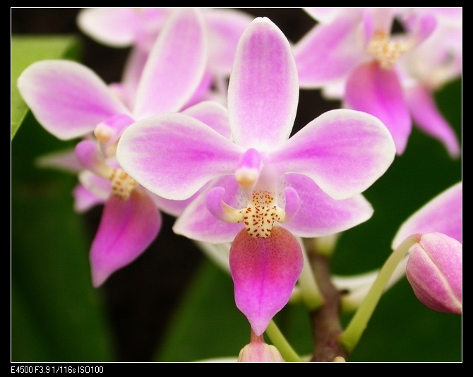 按此在新視窗瀏覽圖片