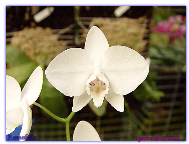 按此在新視窗瀏覽圖片