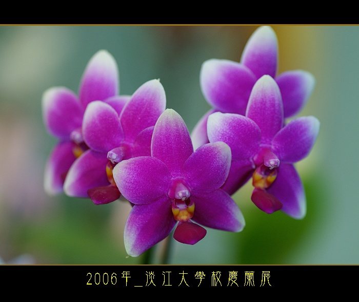 按此在新視窗瀏覽圖片