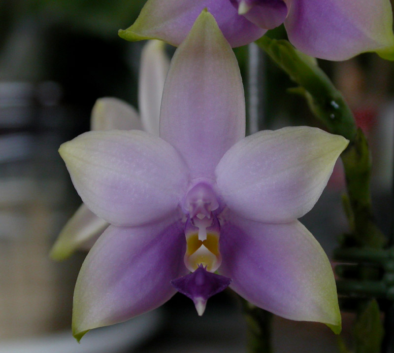 按此在新視窗瀏覽圖片