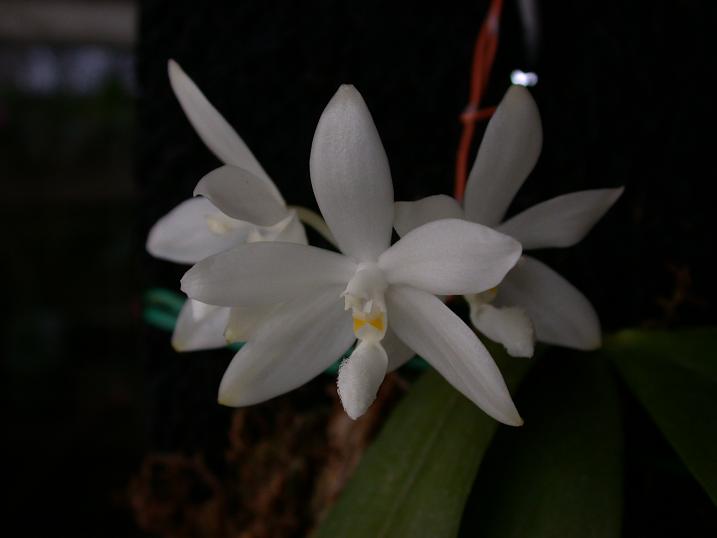 按此在新視窗瀏覽圖片