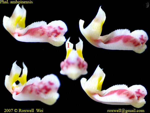 按此在新視窗瀏覽圖片