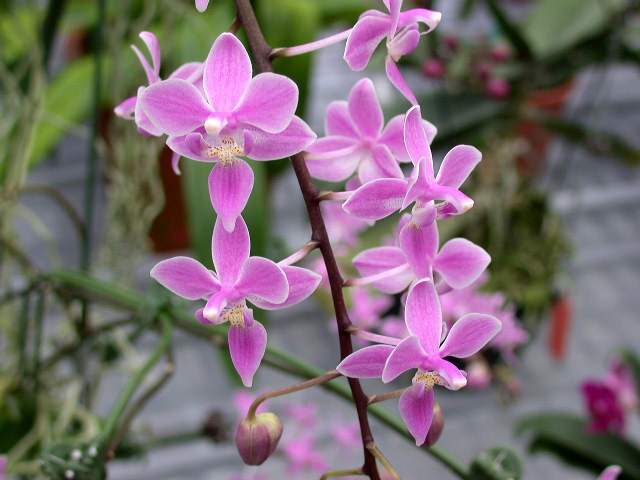 按此在新視窗瀏覽圖片